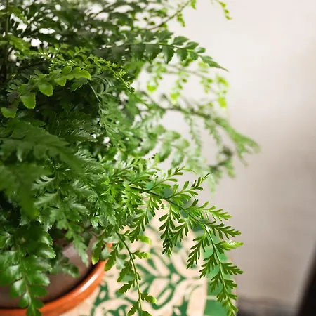 Σπίτι διακοπών Home2book La Casita Del Muelle Garachico (Tenerife)